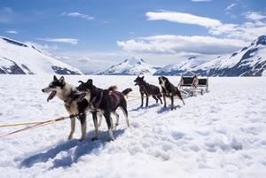 Dogsled ready to go! Juneau Alaska Adventure