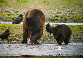 Bear eating salmon in Southeast Alaska
