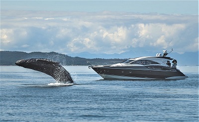 Humpback Whale Breach near Yacht Juneau Alaska
