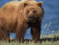 Brown bear at pack creek in beautiful Southeast Alaska