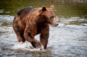 Bear and wildlife viewing by float plane in Southeast Alaska