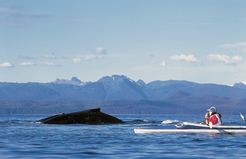 kayak-whales