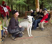 Engaging with the dogs at the mushers' camp in Skagway Alaska