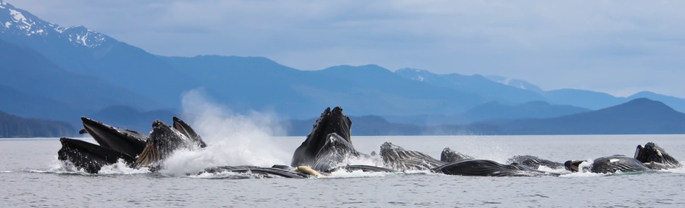 Humpback whales bubble net feeding