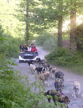 Dog sled summer camp in Juneau Alaska